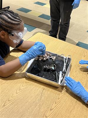 Students cutting cow eye